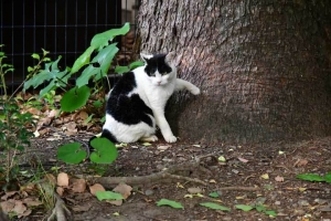 日比谷公園の猫 Junko The Cat