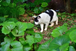 日比谷公園の猫 Junko The Cat