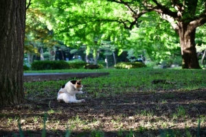日比谷公園の三毛猫さくらちゃん Sakura-chan The Cat