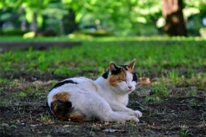 日比谷公園の三毛猫さくらちゃん Sakura-chan The Cat