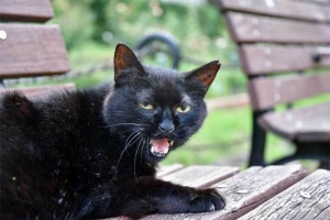 桜耳、黒猫がおはよう 日比谷公園