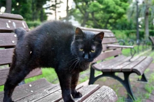 ベンチの上の黒猫 日比谷公園