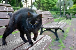 ベンチの上の黒猫 日比谷公園