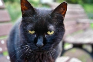 日比谷公園 桜の花びらの形の耳の黒猫（地域猫）