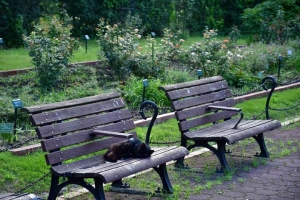 日比谷公園 ベンチの上の黒猫