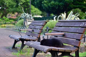 日比谷公園 ベンチの上の黒猫