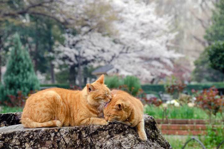 桜猫 Sakura Cats: 桜猫 (さくらねこ) とは What is Sakura Neko (Cat)?