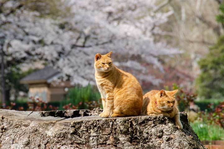桜猫 Sakura Cats: 桜猫 (さくらねこ) とは What is Sakura Neko (Cat)?