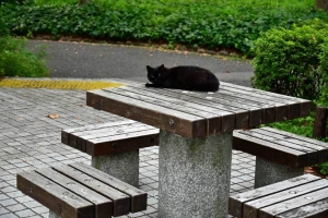 日比谷公園 卓上猫 Tabletop cat