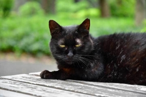 日比谷公園の黒猫