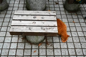 日比谷公園のオレンジ猫 orange cat