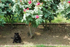 日比谷公園 バラと猫