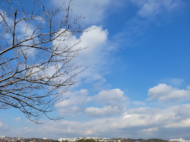 065青空と桜の木
