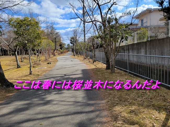 016桜の緑道