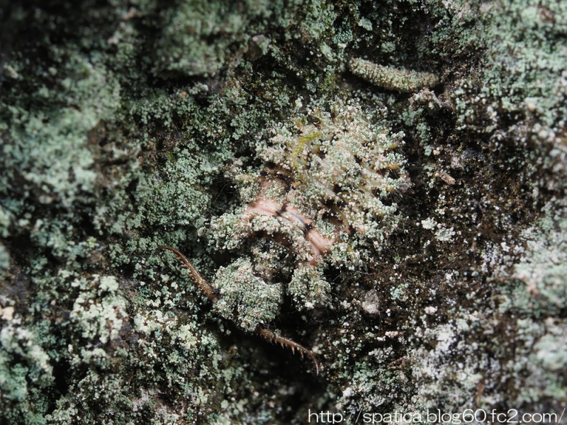 コマダラウスバカゲロウ幼虫