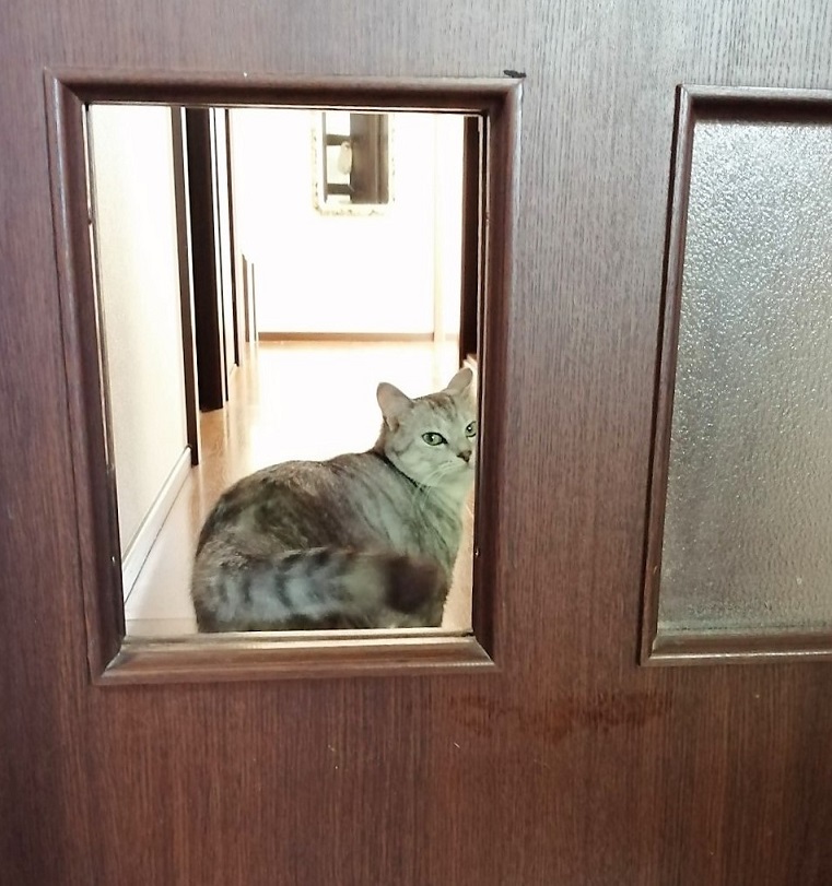 猫様専用ドア - ペット