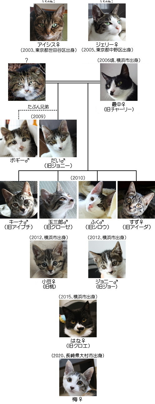 猫の系図