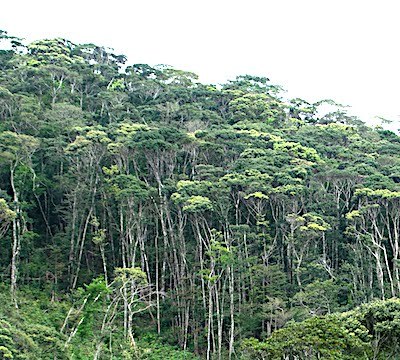 奄美大島の照葉樹林