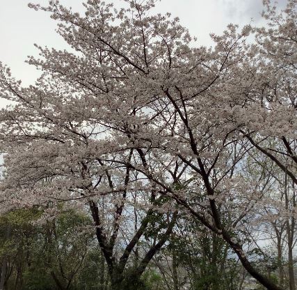 お江戸基地の桜