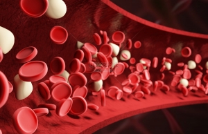 赤血球　血管