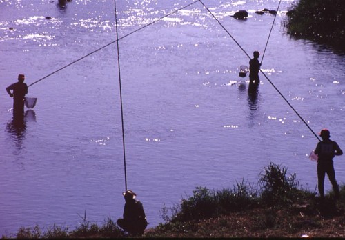 狩野川の釣り-01P 94q