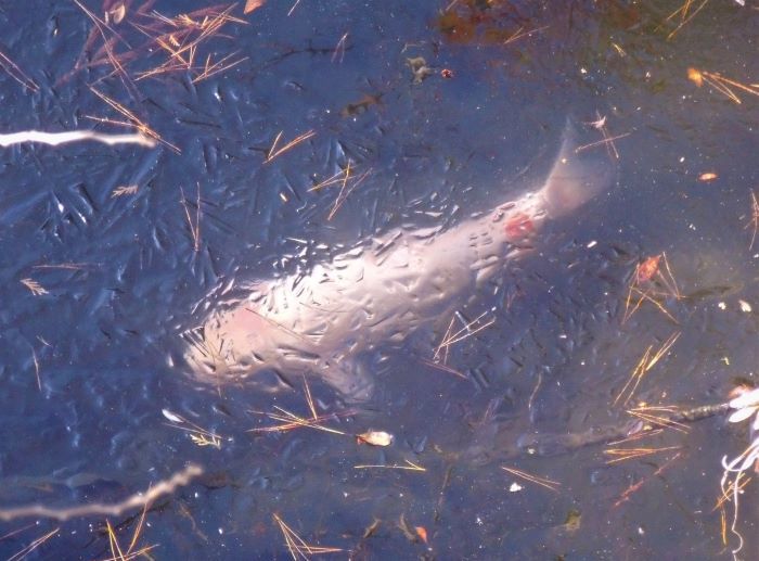 薄氷の下の鯉